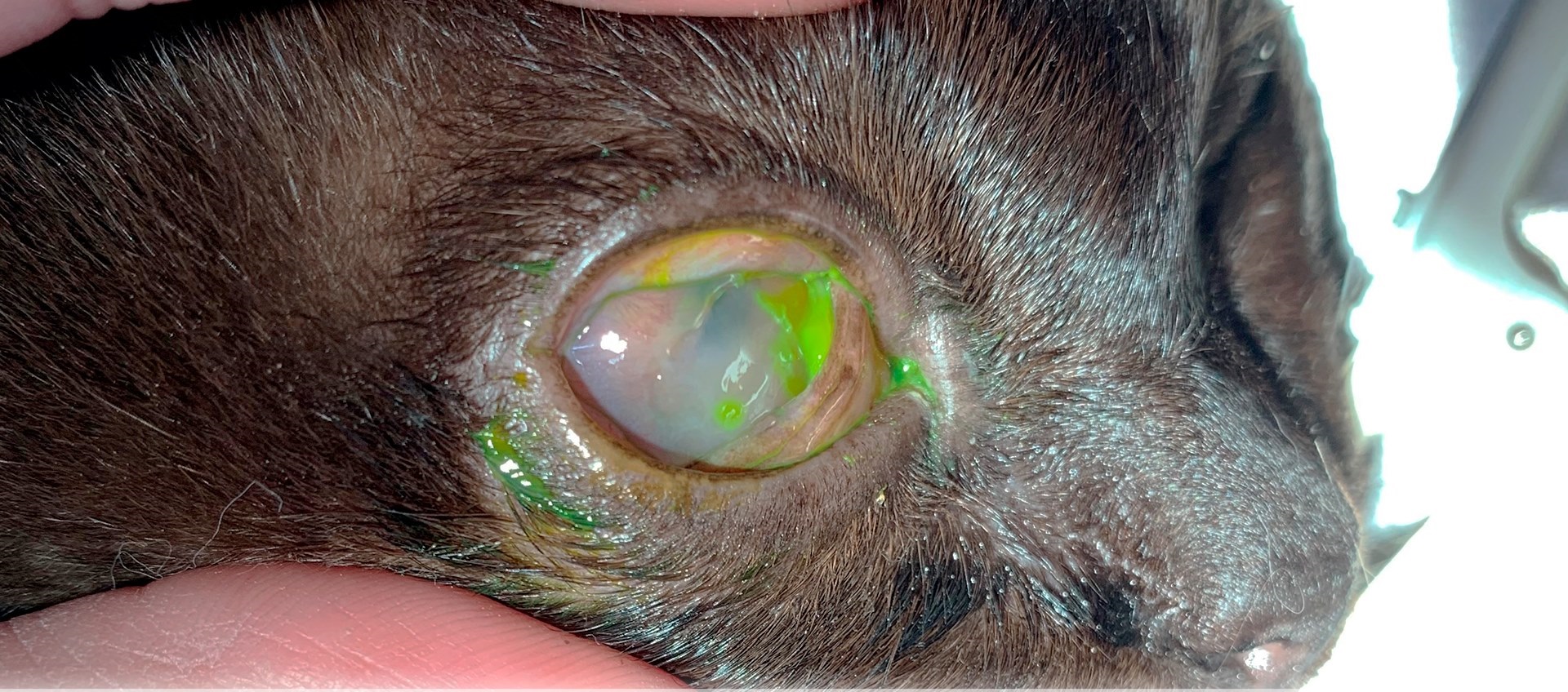 ABORDANDO AL PACIENTRE CON ÚLCERA CORNEAL DESDE LA SUPERFICIAL A LA PROFUNDA.